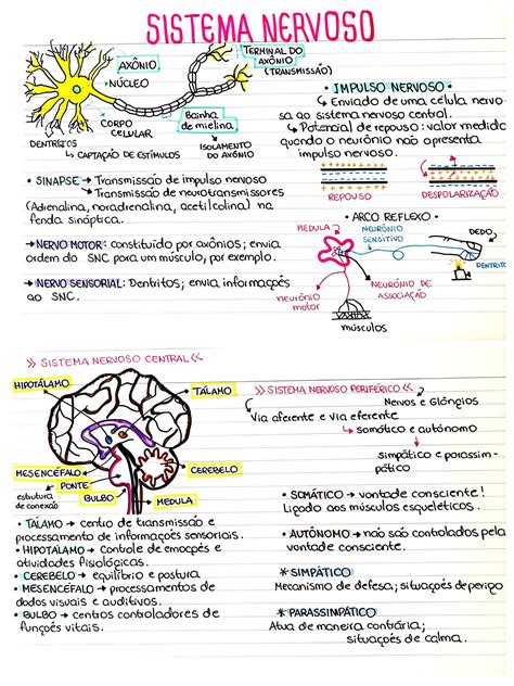 Mapa Mental Sobre Sistema Nervoso Maps Study