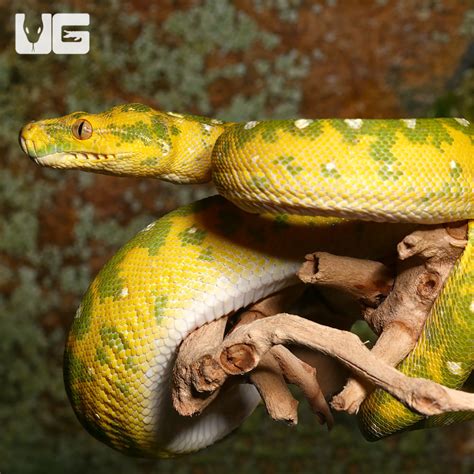 Adult Biak Green Tree Pythons Morelia Viridis For Sale Underground