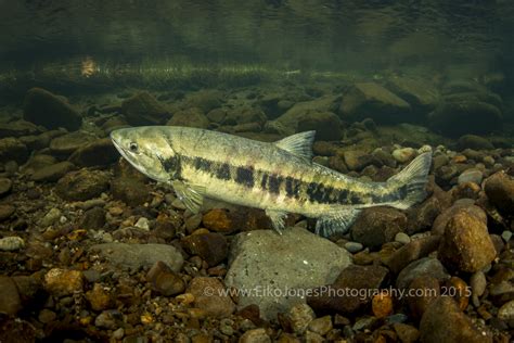 2015 Salmon Season End Eiko Jones Photo And Video