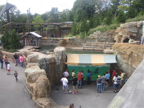 Sep 2012 California Sea Lionharbor Seal Exhibit Zoochat