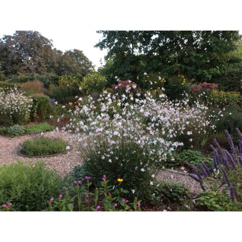 Gaura Lindheimeri Whirling Butterflies