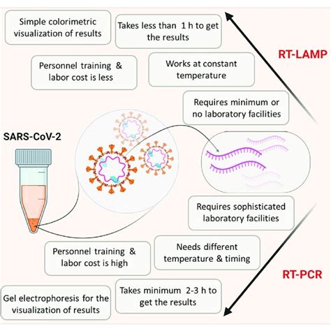 Scheme Showing The Comparison Of Reverse Transcription Loop Mediated