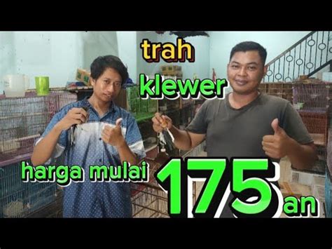 Bongkaran Murai Trotolan Trah Klewer YouTube