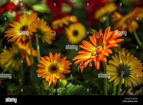 Gerbera flower plant color Stock Photo - Alamy