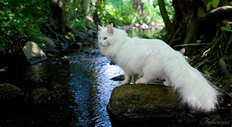 white norwegian forest cat feline love