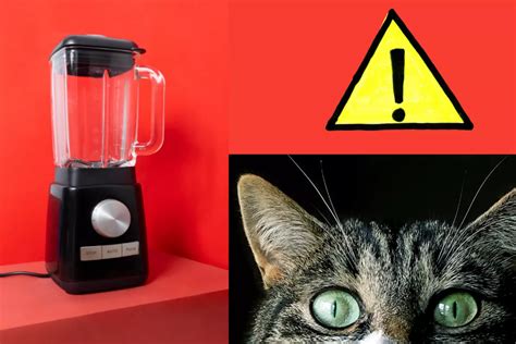 Cat In Blender Video De Un Gato En Una Licuadora Causa Horror En Redes