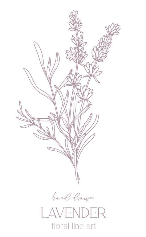 Lavender Line Drawing. Black and white Floral Bouquets. Flower Coloring Page. Floral Line Art ...