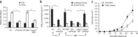 Regulation Of Radiation Induced Arachidonic Acid Release And Pge2