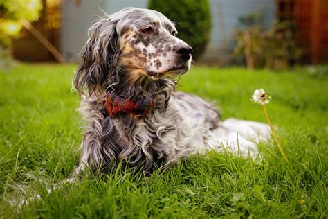 30 Native UK Dog Breeds At Risk Of Extinction – Vulnerable British And ...