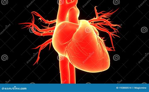 Sistema Circulat Rio De Rg Os Internos Humanos Anatomia Card Aca