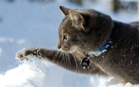 Snow Cat Wallpapers - Top Free Snow Cat Backgrounds - WallpaperAccess