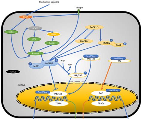 Yap And Taz Mechanotransduction In Stem Cell Biology A Variety Of