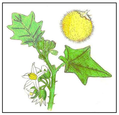 Solanum ferox - Alchetron, The Free Social Encyclopedia