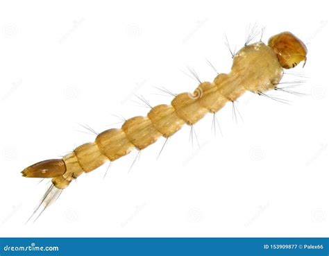 Culicidae Larvae