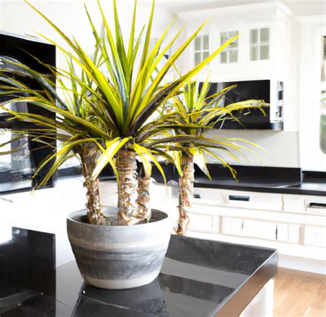 10 Common Mistakes to Avoid When Growing Dracaena Plants