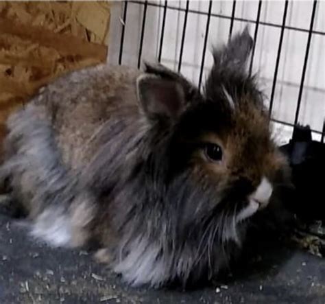 Lionhead rabbit For Sale in New Jersey (9) | Petzlover