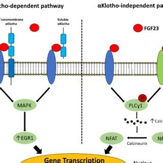 Schematic Representation Of FGF23 Klotho Interactions With The