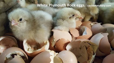 White Plymouth Rock Fertile Hatching Eggs for Sale - Fresh/Fertile Eggs ...