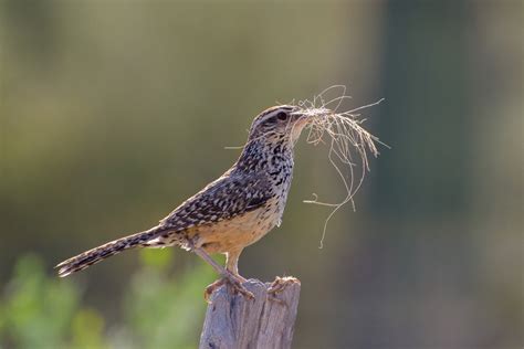 How To Attract Birds To Your Yard In Steps Stauffers