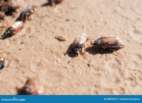 Bugs On The Sand Stock Photo - Image: 58899470