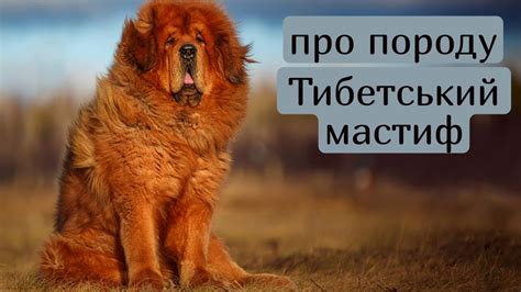 Головне про породу Тибетський мастиф собаки мастиф tibetanmastiff