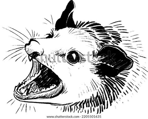 Possum Sketch Photos, Images & Pictures | Shutterstock