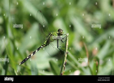 Signs of Spring Stock Photo - Alamy