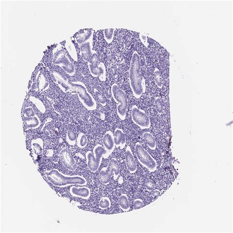 Tissue Expression Of Apoe Staining In Endometrium The Human Protein