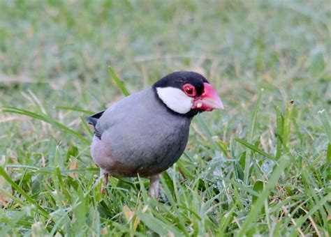 Java Sparrow Flickr Photo Sharing