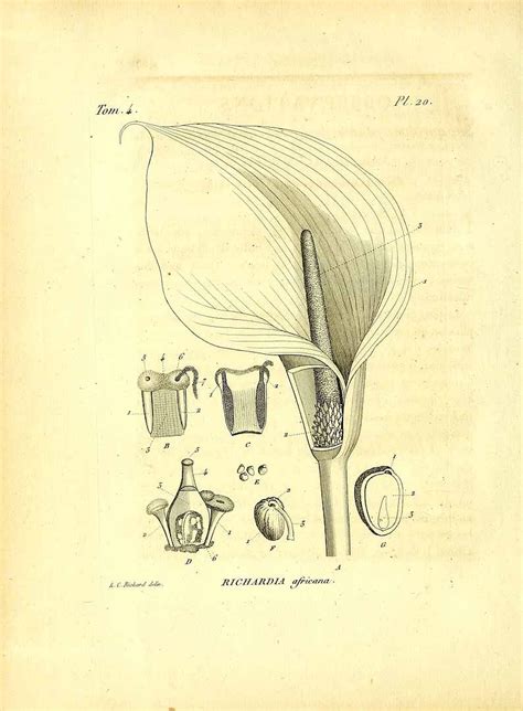 Zantedeschia Aethiopica L Sprengel As Richardia Africana Kunth