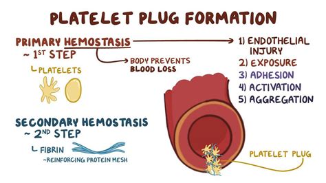 Find A Diagram Showing Platelet Plug Formation Platelet Pla