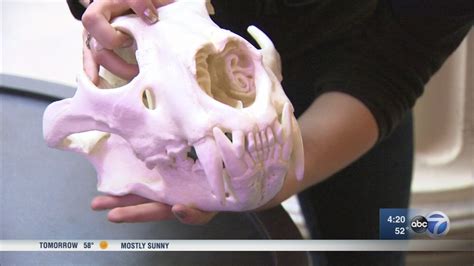 Field Museum rolls out new fossils, bones as part of new moving exhibit - ABC7 Chicago