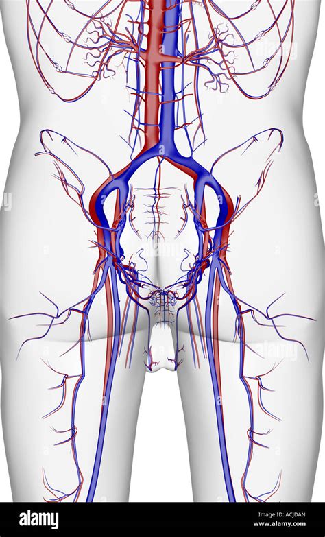 Blood Vessels Pelvis High Resolution Stock Photography And Images Alamy