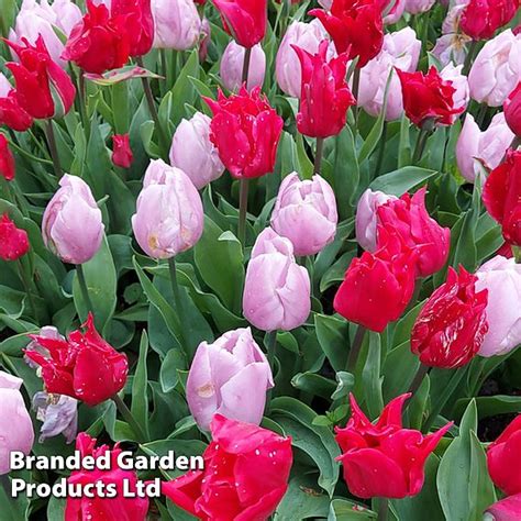 Tulip Prince Mix Suttons