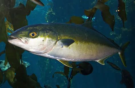 Amberjack Description Habitat Image Diet And Interesting Facts