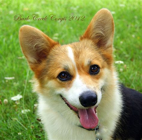 Red-Headed Tri-Color Pembroke Welsh Corgi - Alert and Affectionate