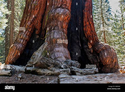 Base Of The Grizzly Giant Sequoia In The Grove At The Mariposa Grove Of