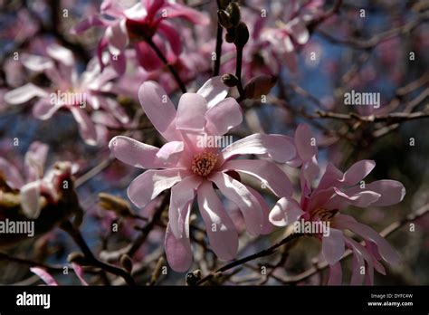 Leonard Messel Magnolia Tree Stock Photo Alamy