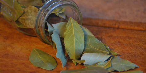 Estas son las razones por las que deberías poner una hoja de laurel en