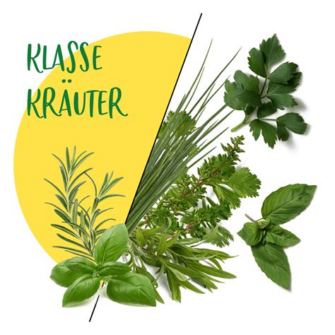 Frische Kr Uter Rollrasen Rhabarber B Ttcher Gartenbau