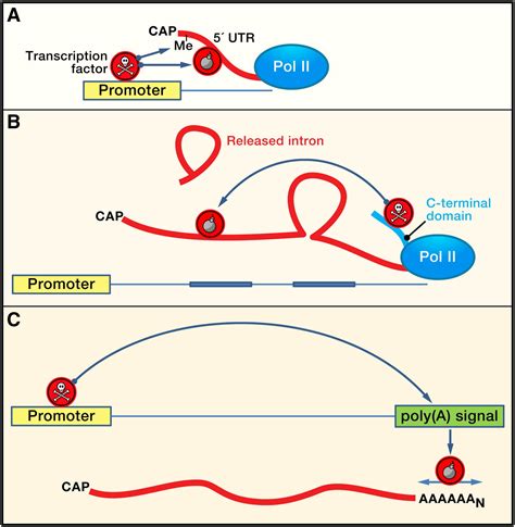 Transcription And MRNA Stability Parental Guidance Suggested Cell