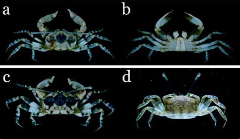 Figure 2 From Macrophthalmus Macrophthalmus Microfylacas A New