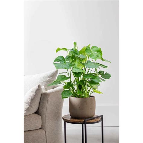 Hydroplant Monstera Deliciosa Schnelle Lieferung Fleurdirect