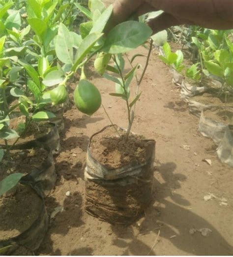 Full Sun Exposure Green Lemon Plants For Fruits At Rs 12bag In Amroha