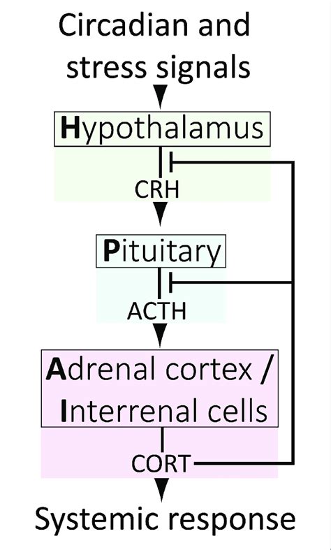 The Vertebrate Hypothalamus Pituitary Adrenal Interrenal Hpa I Axis