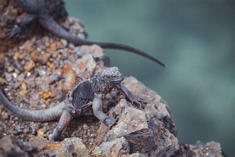 GALAPAGOS, ECUADOR. on Behance