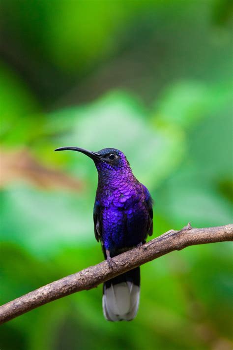 Purple Iridescent Hummingbird : r/pics