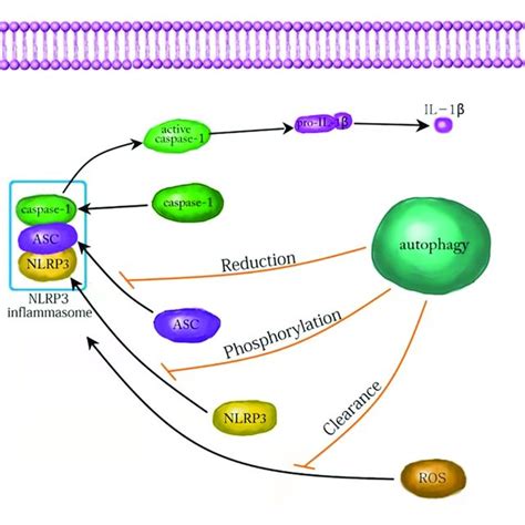 The Mechanism Of Autophagy Inhibiting Nlrp Inflammasome Autophagy