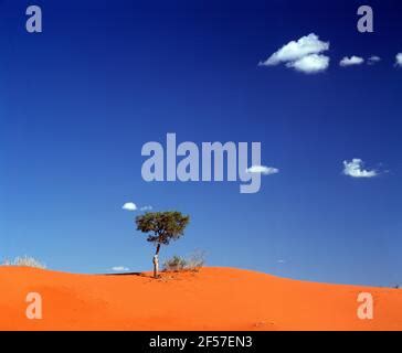 red sand dune Windorah Queensland Australia 1632 Stock Photo - Alamy