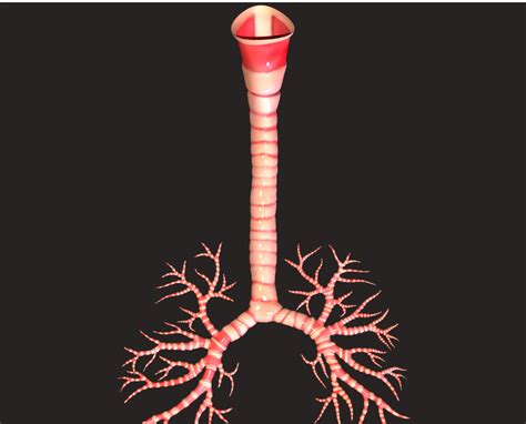 Allo Ieo Robot Nella Chirurgia Del Tumore Primitivo Della Trachea